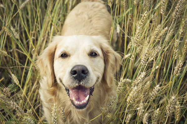 is oatmeal good for diabetic dogs