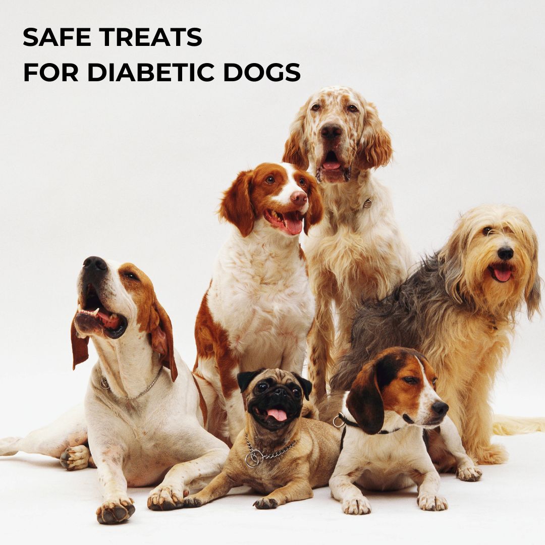 Can My Diabetic Dog Have Dog Treats?
