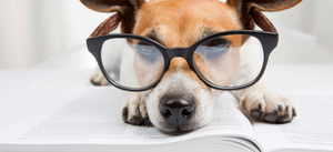 Diabetic Dogs, Cataracts and Canine Eye Health