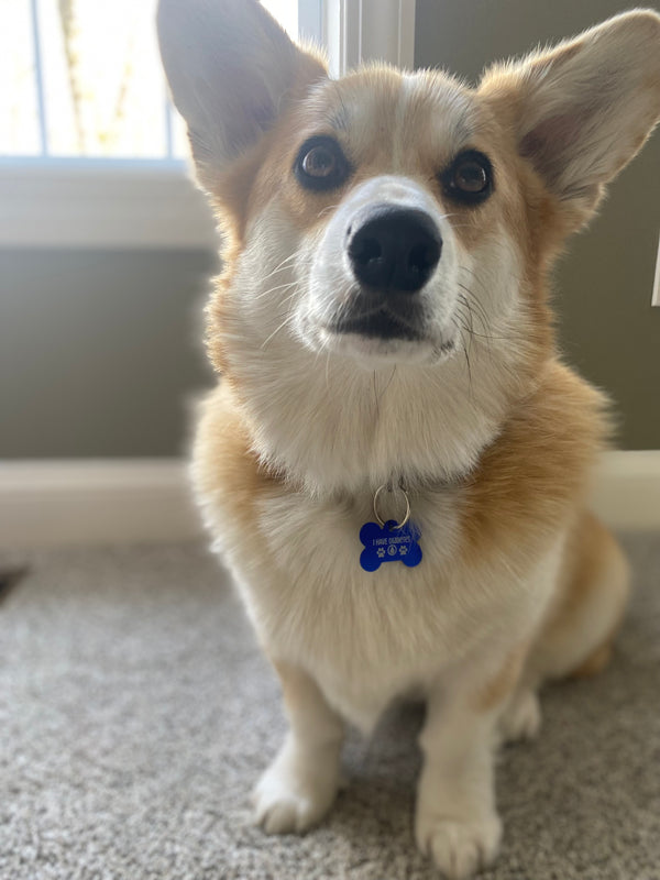 Free diabetic dog tags cheap
