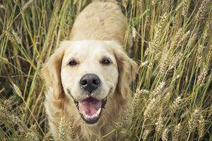 Are Grains and Carbohydrates bad for my Diabetic Dog?