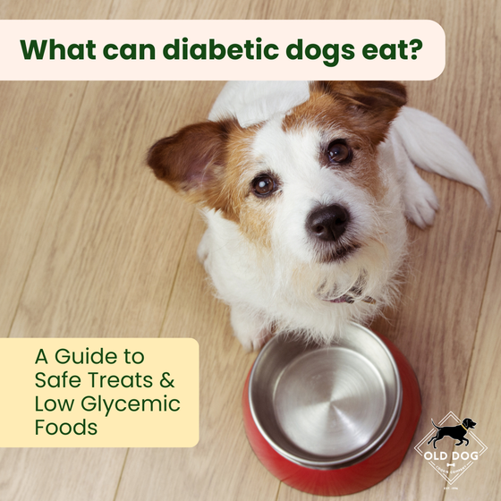 What Can Diabetic Dogs Eat? A Complete Guide to Safe Treats and Healthy Ingredients