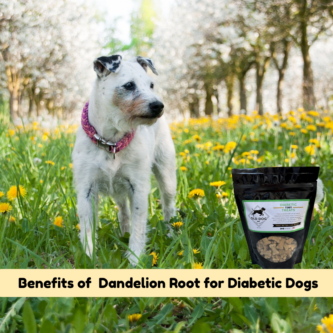 Benefits of Dandelion Root for Diabetic Dogs