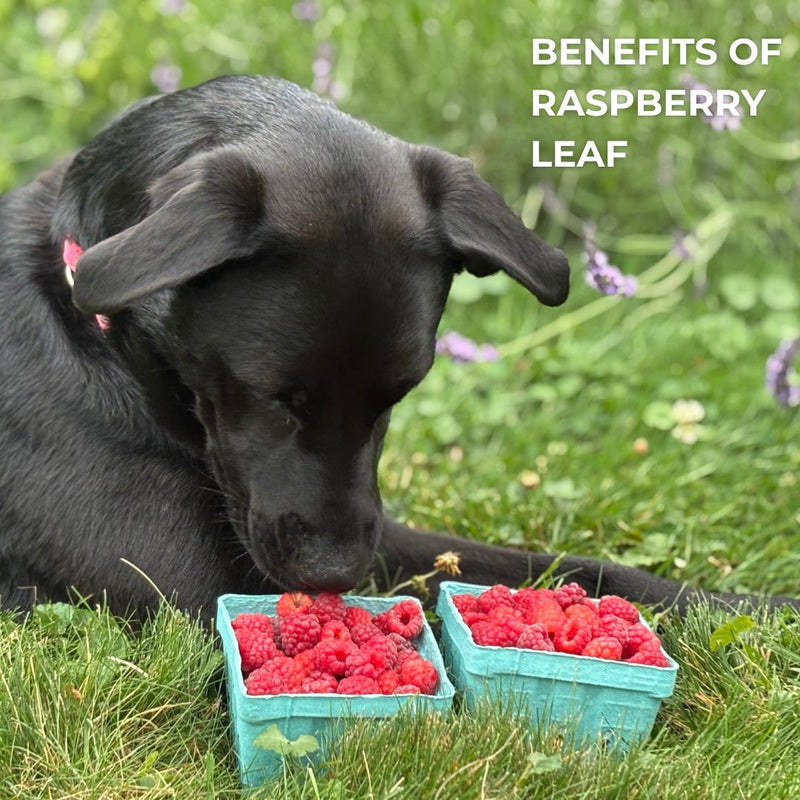 Raspberry Leaf for Dogs: Natural Joint Support and Arthritis Relief ...