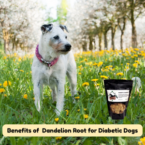 What Makes Dandelion Root Special in Diabetic Dogs Treats