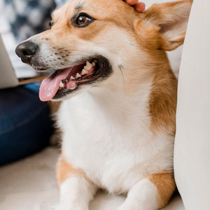 Diabetic dogs and dental health