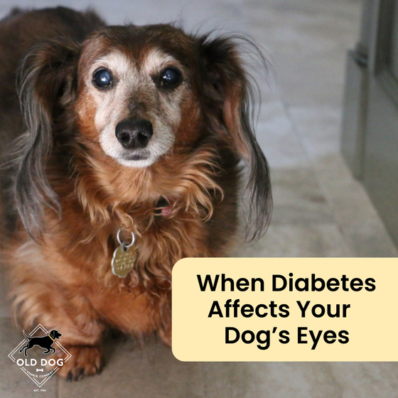 Cataracts in Diabetic Dogs