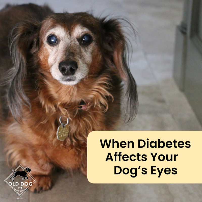 Cataracts in Diabetic Dogs