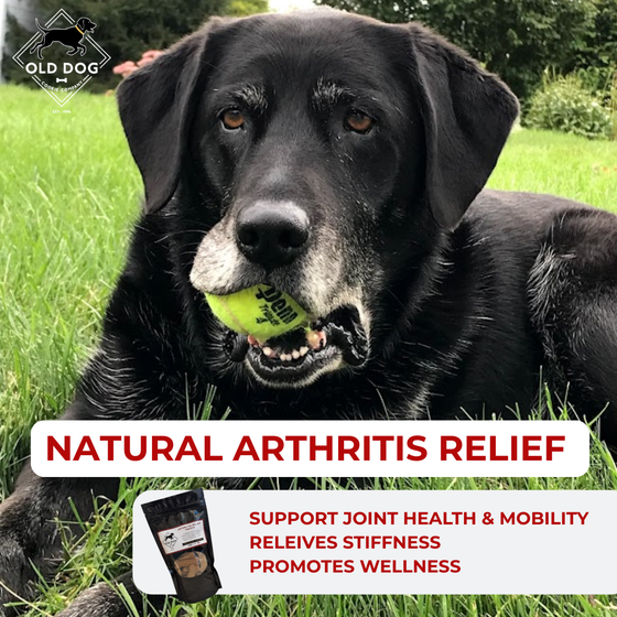 The Best Natural Hip and Joint Treats for Dogs
