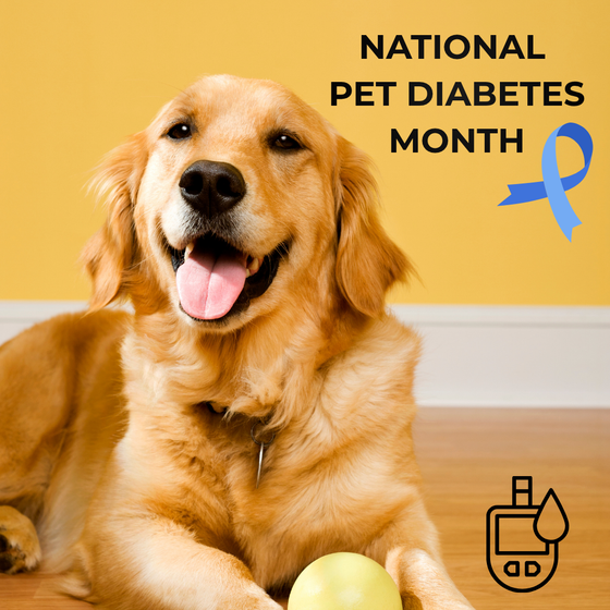 National Pet Diabetes Month: What Dog Owners Should Know