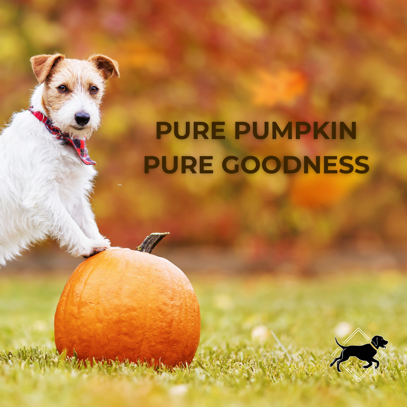 Why Pumpkin Is a Superfood for Dogs