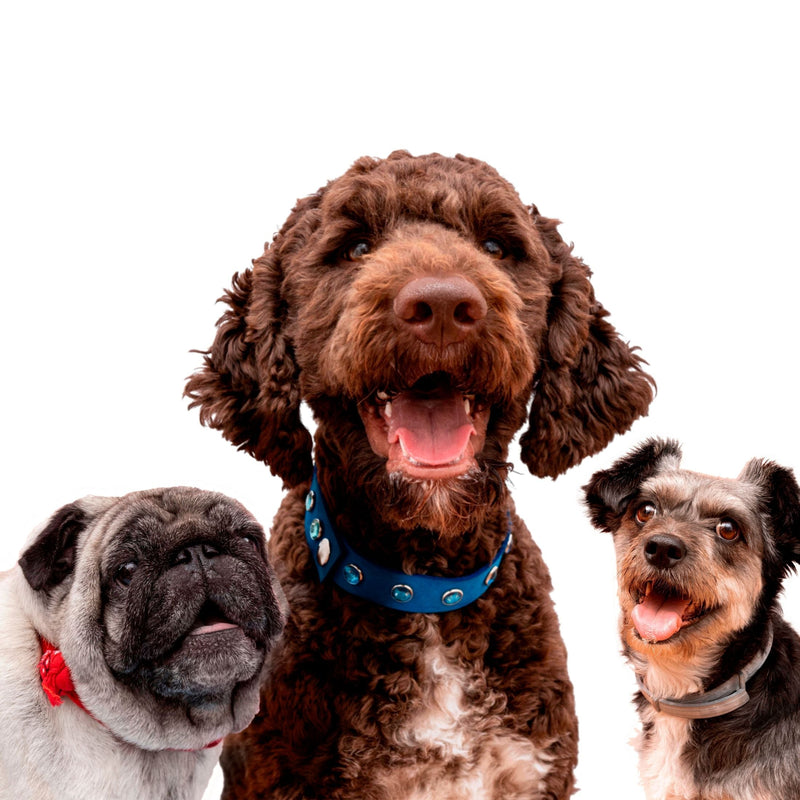 How to Save on Healthy Dog Treats?