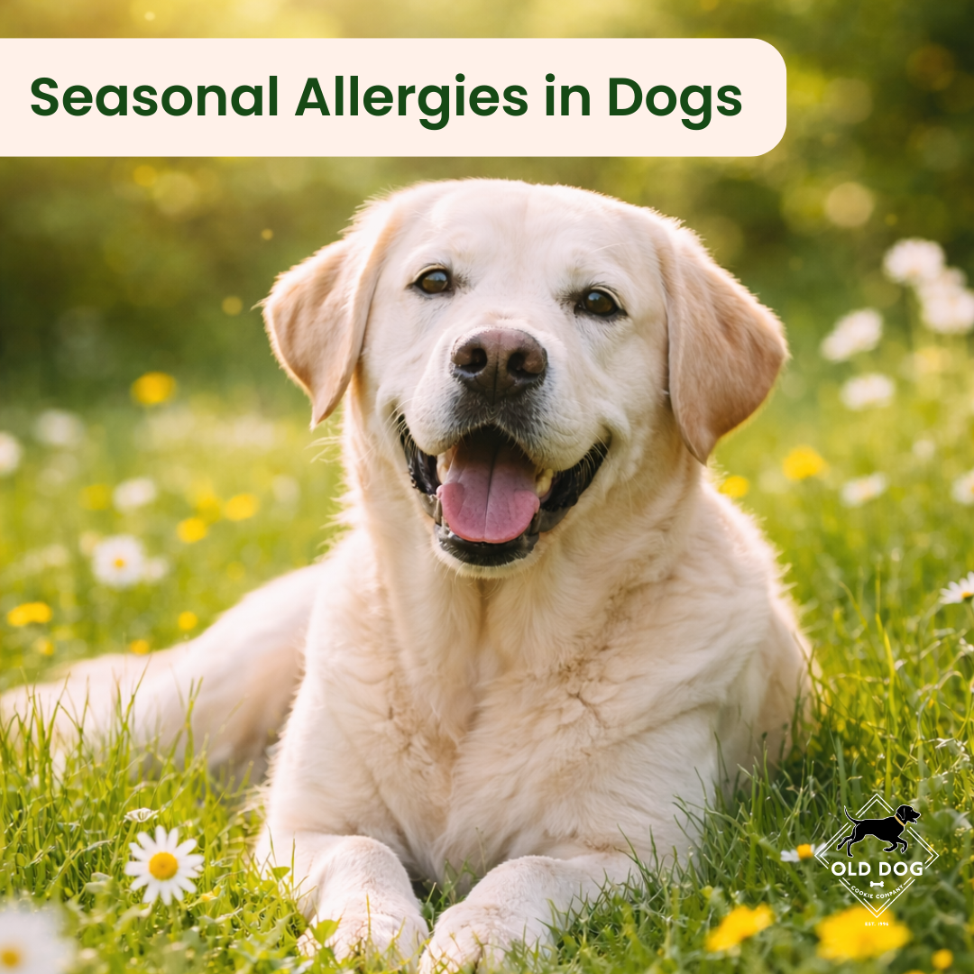 Helping Dogs Manage Spring Allergies
