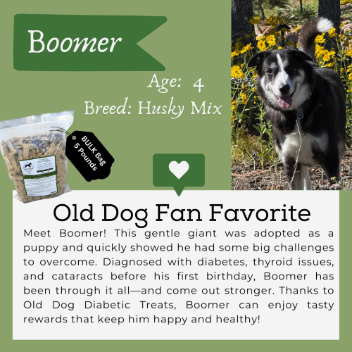 When canine diabetes strikes early