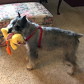 May: Fan of the Month