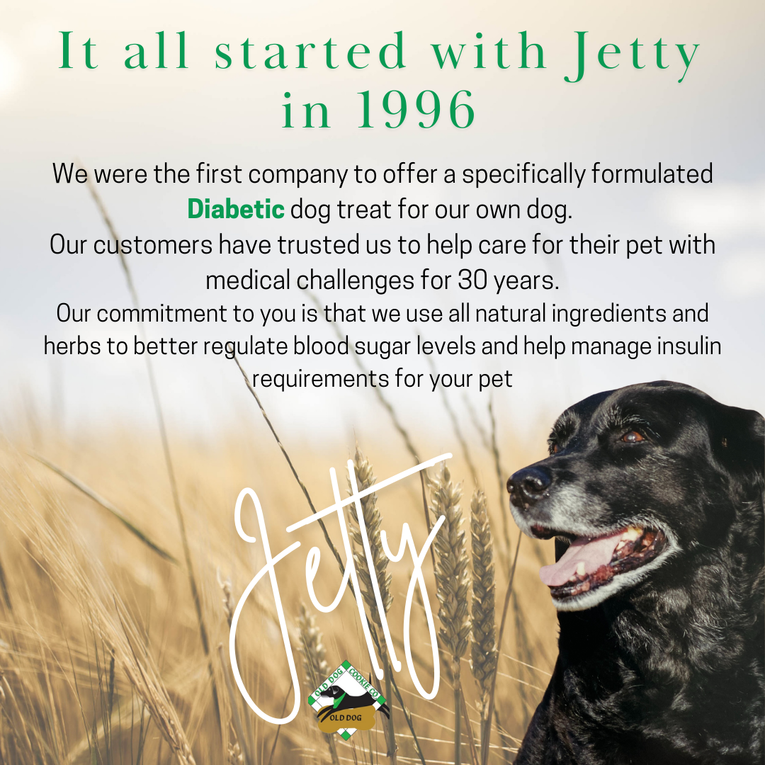 Low Blood Sugar Best Diabetic Alert Dogs Assistance Dogs Diabetes