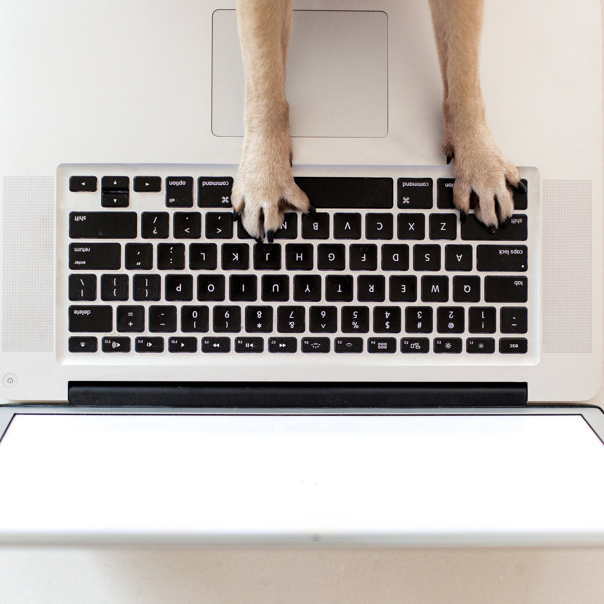 Old Dog Cookie Co Diabetic Dog Treats and Arthritis Relief Dog Treats