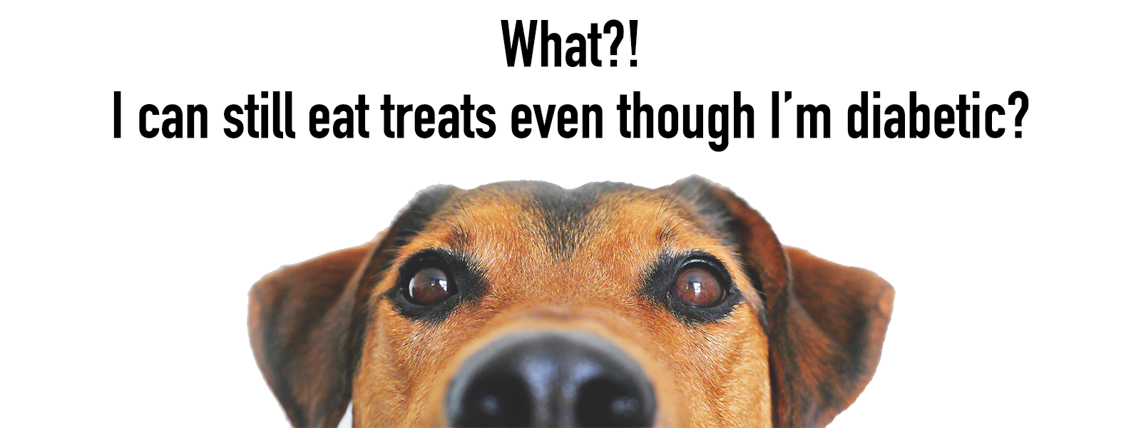 Old Dog Cookie Co Diabetic Dog Treats and Arthritis Relief Dog Treats